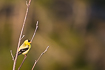 Photo ofAmerican Goldfinch (Spinus tristis). Photographer: 