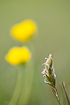 Sweet vernal grass with bulbous buttercups (Ranunculus bulbosus) in the background