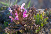Flowering lousewort
