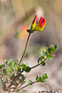 Common Birds-foot-trefoil with red flowers