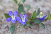 Foto af Hunde-viol (Viola canina). Fotograf: 