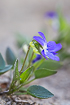 Flowering Heath Dog-violet