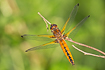 Scarce chaser - young individual