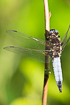 Scarce Chaser - male