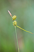 Foto af Krognb-star (Carex lepidocarpa). Fotograf: 