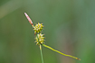Foto af Krognb-star (Carex lepidocarpa). Fotograf: 