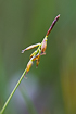 Photo ofFlea Sedge (Carex pulicaris). Photographer: 