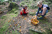 Boys picking yellow chanterelles