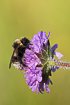 Flower of a field scabious with a visiting bumblebee (unidentified)
