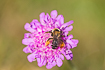 Pantaloon bee on a field scabious