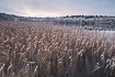 Reedbed with light snowcover