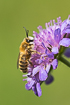 Pantaloon Bee on a field scabious (Knautia arvensis)
