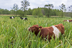 Large grazing animals are important to maintain biodiverse meadows 
