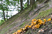 Yellow Chanterelles in a Danish beech forest