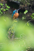Kingfisher resting behind green foliage