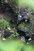 Kingfisher by a forest stream