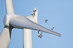 Greylag geese passing close by a wind turbine generator