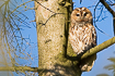Tawny owl in a tree