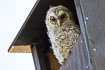 Young tawny owl in a nestbox 