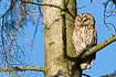 Tawny resting in a tree