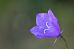 Flowering bluebell