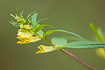 Foto af Almindelig Kohvede (Melampyrum pratense). Fotograf: 