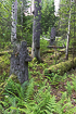 Swedish pine forest with dead trees with fungi
