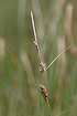 Photo ofWoolly-fruited sedge (Carex lasiocarpa). Photographer: 