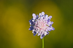 Flower of a small scabious