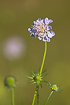 Flowering small scabious