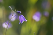 Flowering bluebell