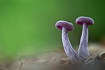 Photo ofAmethyst Deceiver (Laccaria amethystina). Photographer: 