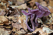 Photo ofAmethyst Deceiver (Laccaria amethystina). Photographer: 