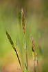 Sweet vernal grass