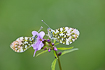 Two orange tips resting on a flowering coralroot (Cardamine bulbifera)