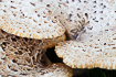 Photo ofdryads saddle or pheasants back mushroom (Cerioporus squamosus). Photographer: 
