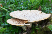 This fungi has the common names dryads saddle or pheasants back mushroom
