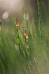 Water horsetails