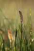 Marsh Horsetail