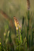 Marsh Horsetail