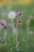 Photo ofWater Avens (Geum rivale). Photographer: 