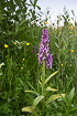 Very large specimen of a western marsh-orchid