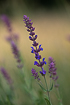 Photo ofWoodland sage (violet sage) (Salvia nemorosa). Photographer: 