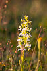 Greater butterfly Orchid