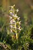 Flowering Greater Butterfly Orchid