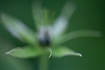 Photo of a herb-paris with a shallow depth of field