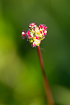 Photo ofSalad Burnet (Sanguisorba minor ssp. minor). Photographer: 