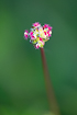 Photo ofSalad Burnet (Sanguisorba minor ssp. minor). Photographer: 