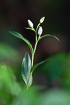 The elegant orchid white helleborine