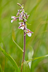 Photo ofMarsh Helleborine (Epipactis palustris). Photographer: 